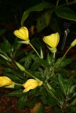 Oenothera macrocarpa RCP8-11 087.JPG